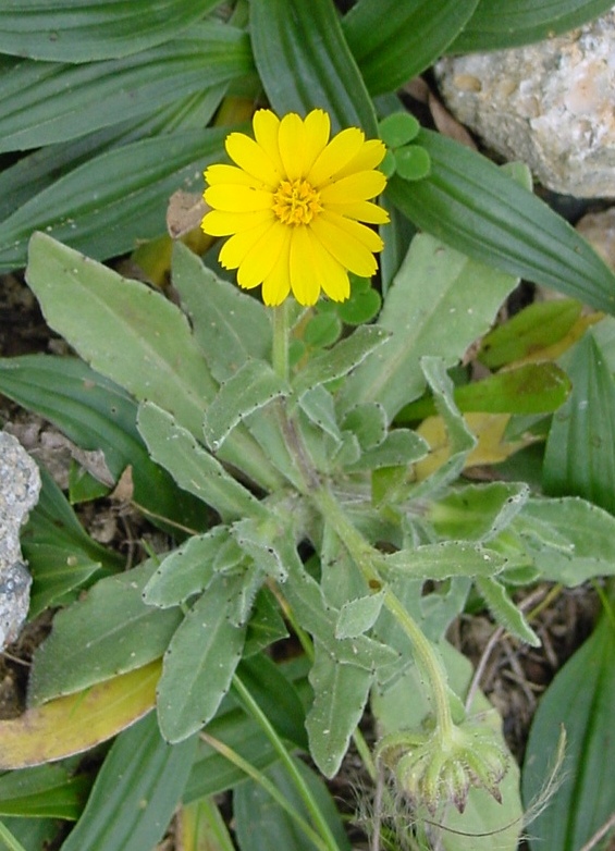 Calendula arvensis