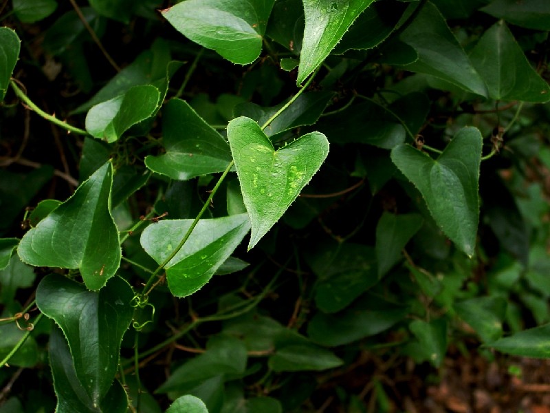 Smilax aspera / Stracciabrache, Salsapariglia nostrana