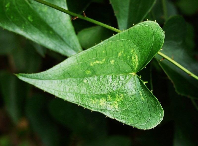Smilax aspera / Stracciabrache, Salsapariglia nostrana