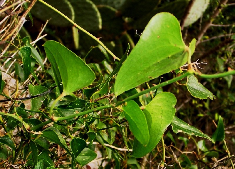 Smilax aspera / Stracciabrache, Salsapariglia nostrana
