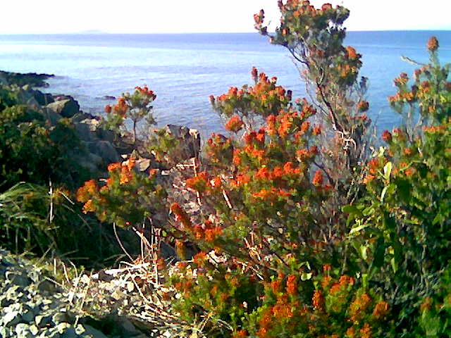 Erica multiflora Riserva Capo Gallo
