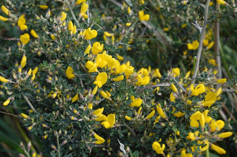 Ginestra - no, Calicotome cfr. villosa