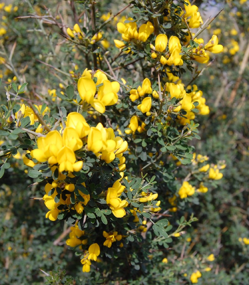 Ginestra - no, Calicotome cfr. villosa