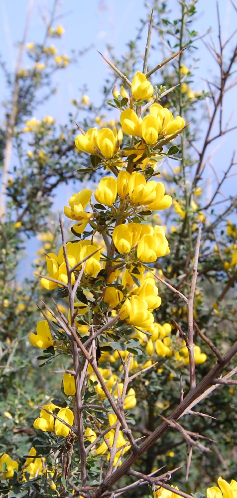 Ginestra - no, Calicotome cfr. villosa