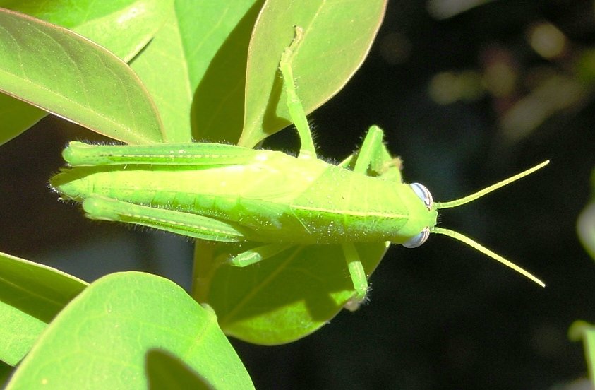 Anacridium aegyptium (stadio giovanile)