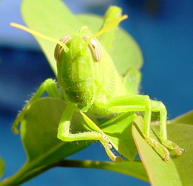 Anacridium aegyptium (stadio giovanile)