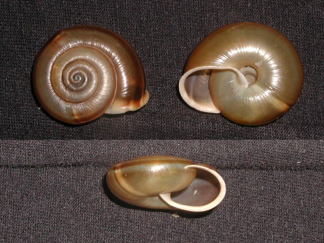 Chilostoma (Faustina) illyricum illyricum (Stabile, 1864)