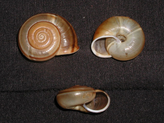 Chilostoma (Campylaea) planospira planospira (Lamarck, 1822)