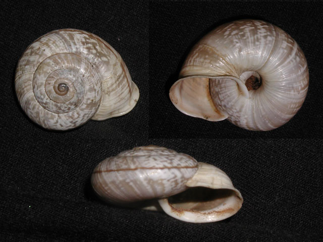 Chilostoma cingulatum colubrinum (De Cristofori & Jan, 1832)