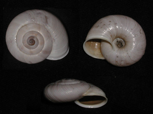 Chilostoma (Chilostoma) cingulatum cf philippi