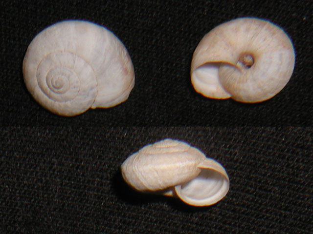 Xerosecta (Xerosecta) hillyeriana (Paulucci, 1882)