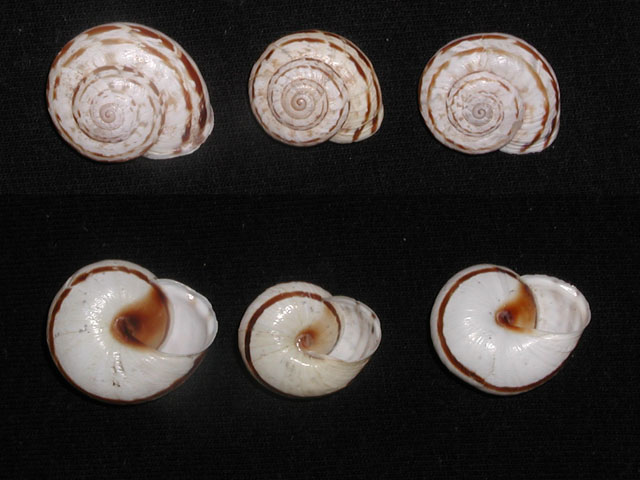 Marmorana (Marmorana) serpentina (Fèrussac, 1821)