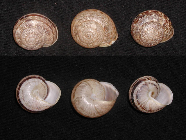 Marmorana (Marmorana) serpentina (Fèrussac, 1821)