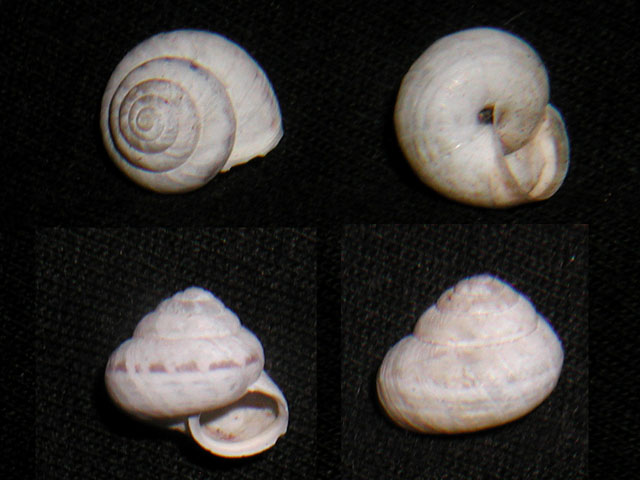 Xerosecta (Xerosecta) dohrni (Paulucci, 1882)