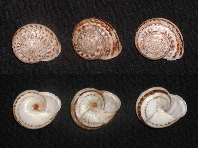 Marmorana (Marmorana) serpentina (Fèrussac, 1821)