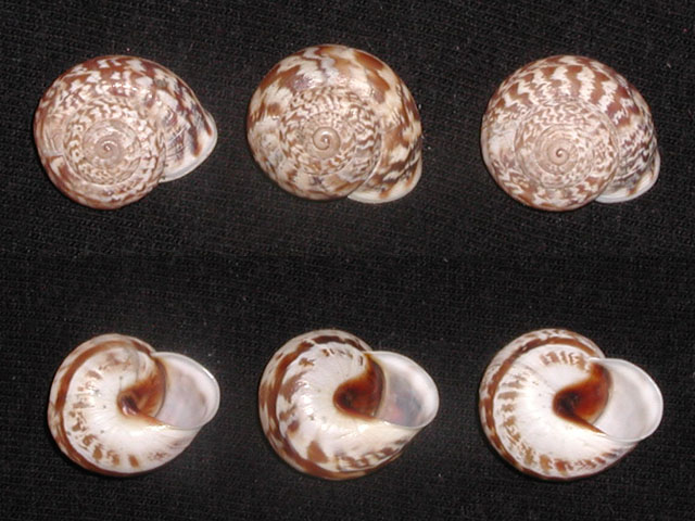 Marmorana (Marmorana) serpentina (Fèrussac, 1821)