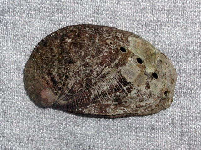 haliotis