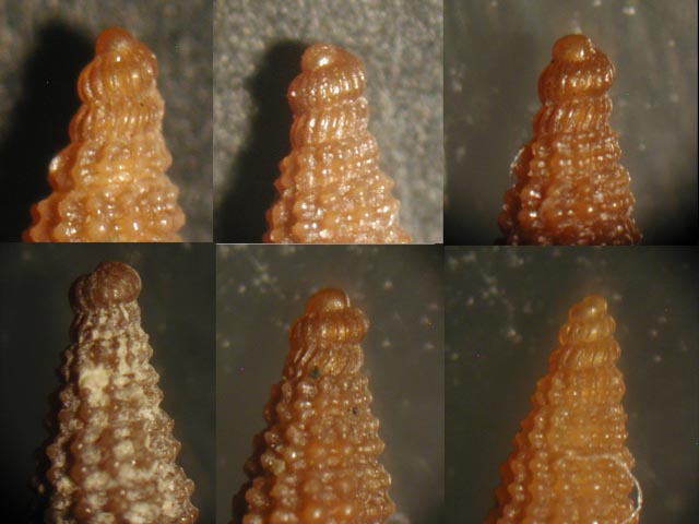 Ceritiopsidae  sempre da Cannizzaro