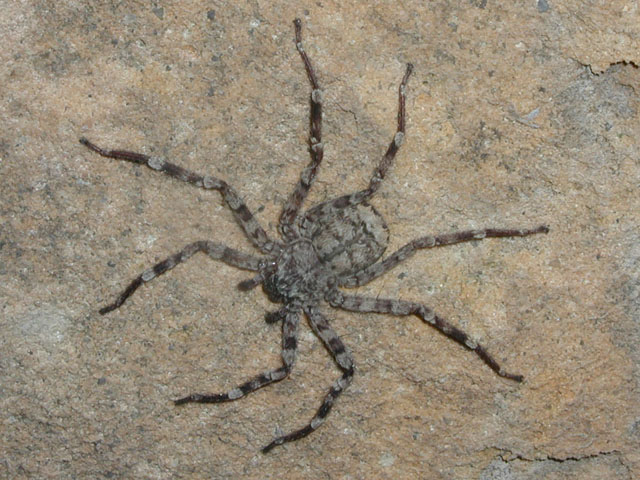 Strano ragno etneo (Selenops radiatus - Selenopidae)