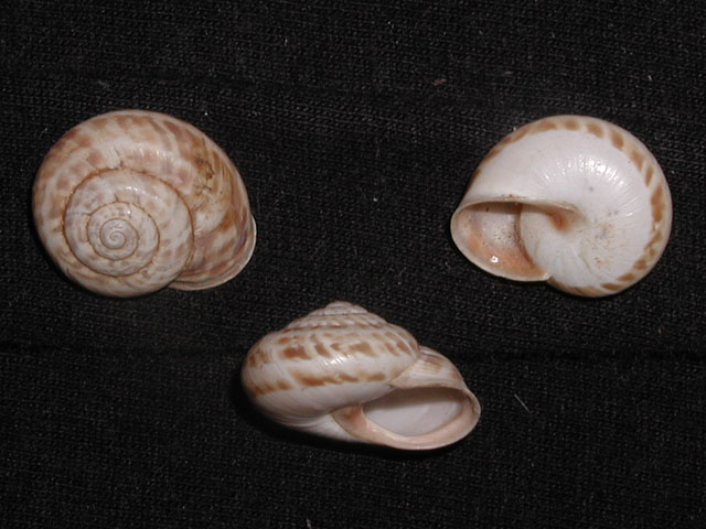 Marmorana (Ambigua) fuscolabiata (Rossmässler, 1842)