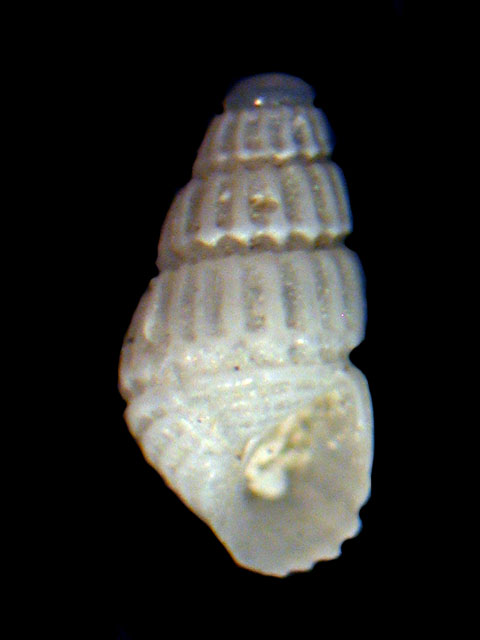 Famiglia Pyramidellidae