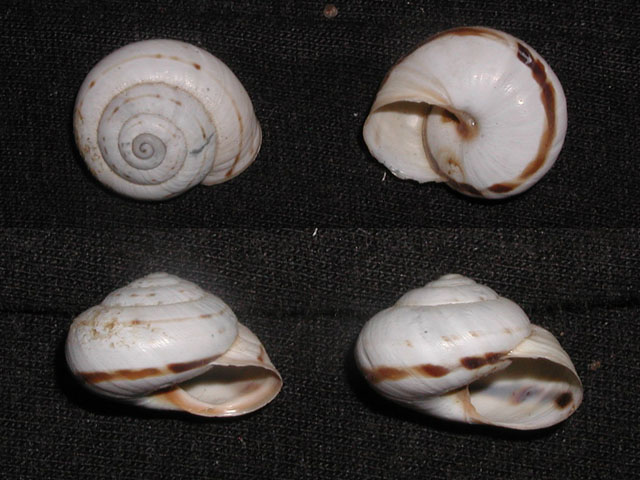 Marmorana (Ambigua) fuscolabiata (Rossmässler, 1842)