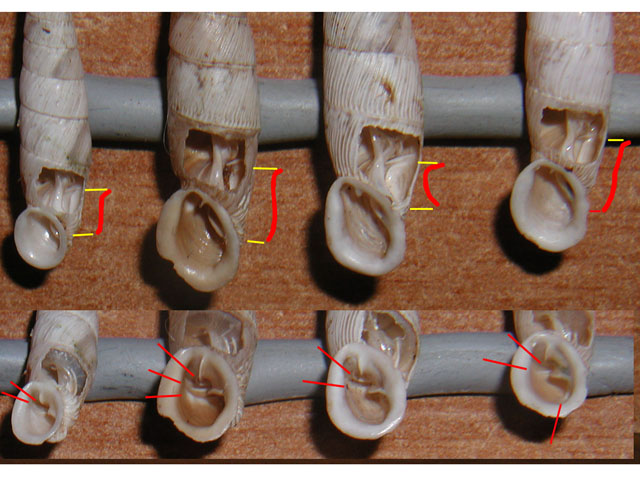 Siciliaria siciliane