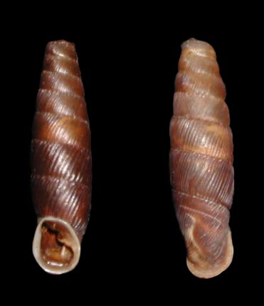 Siciliaria (Siciliaria) scarificata (Pfeiffer, 1857)