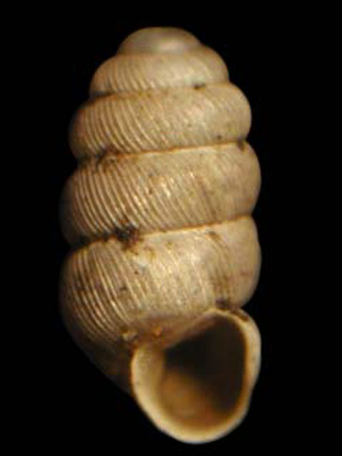 Truncatellina cylindrica (Frussac, 1807)