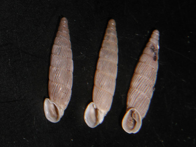 Papillifera papillaris (O.F. Mller, 1774)