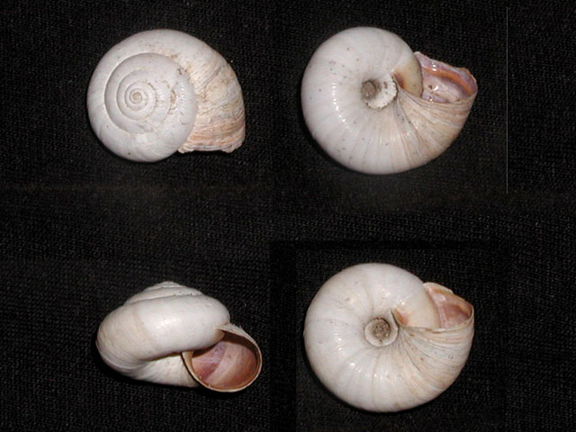 Xerosecta cf. giustii Manganelli & Favilli, 1996