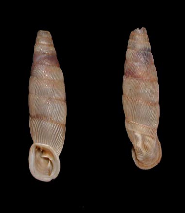 Siciliaria (Siciliaria) grohmanniana (Rossmssler, 1836)