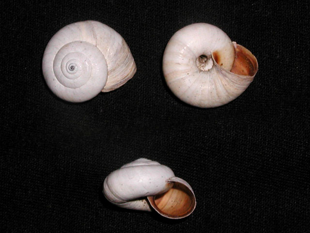 Cernuella (Cernuella) hydruntina (Kobelt, 1884)