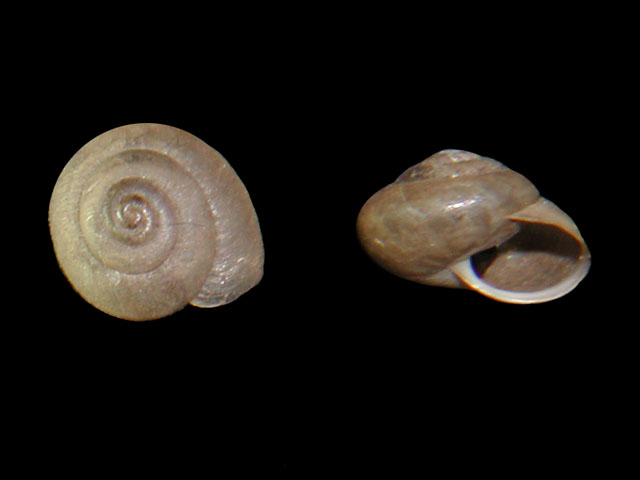 Ichnusotricha berninii Giusti & Manganelli, 1987