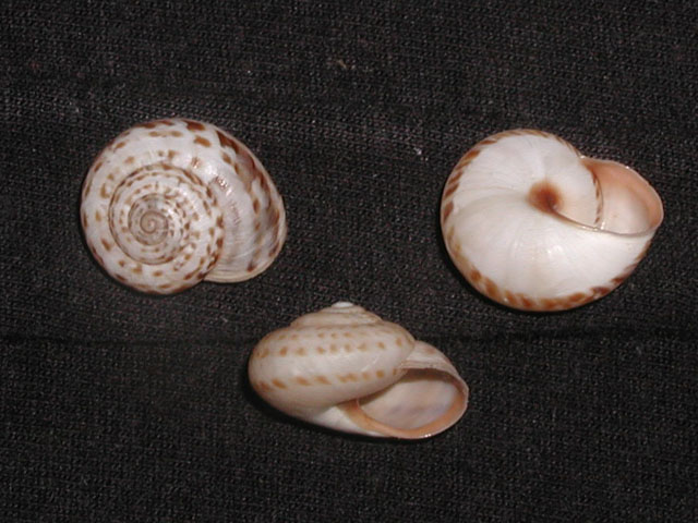 Marmorana (Ambigua) fuscolabiata (Rossmässler, 1842)