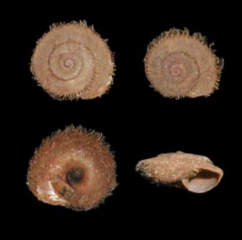 Schileykiella parlatoris (Bivona, 1839)