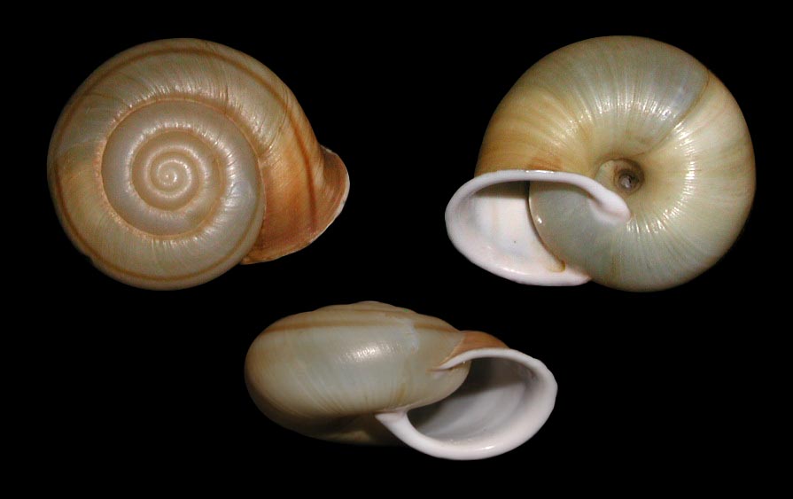 Chilostoma (Campylaea) planospira macrostoma (Rossmssler)