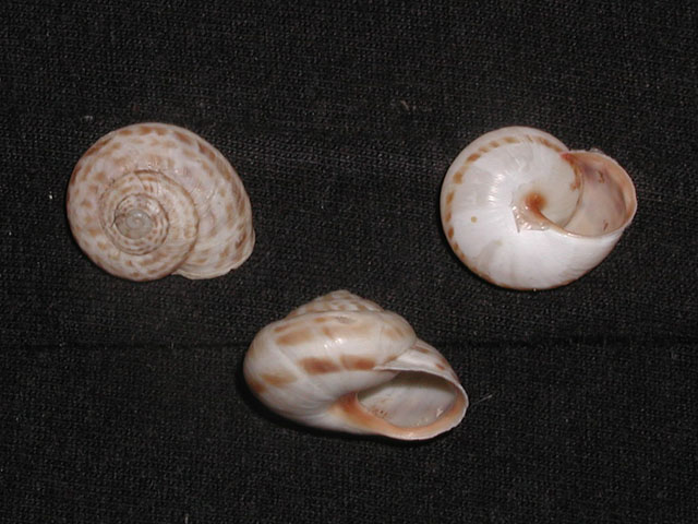Marmorana (Ambigua) fuscolabiata (Rossmässler, 1842)