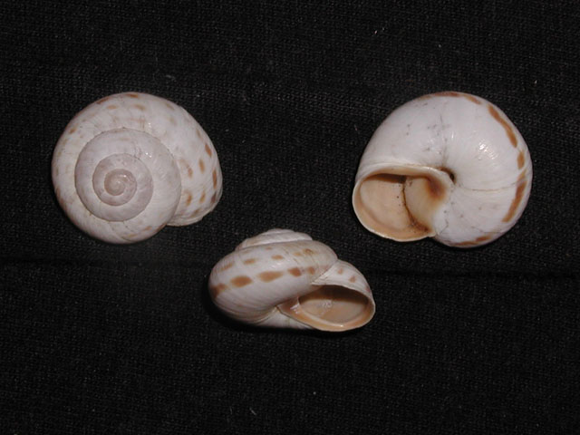 Marmorana (Ambigua) fuscolabiata (Rossmässler, 1842)