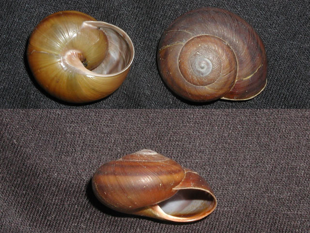 Tacheocampylaea tacheoides (Pollonera, 1909)