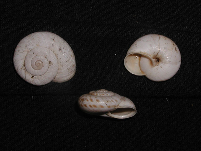 Marmorana (Ambigua) fuscolabiata (Rossmässler, 1842)