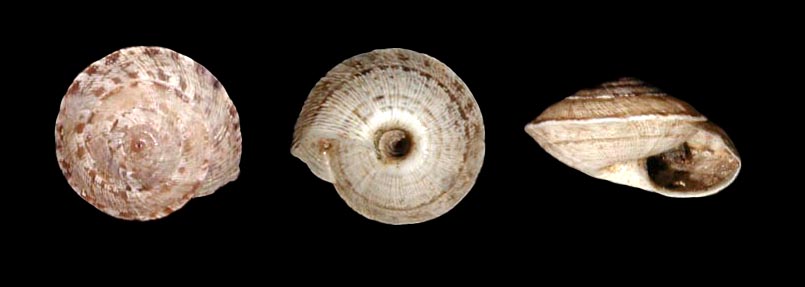 Cernuella (Xeroamanda) usticensis (Calcara, 1842)