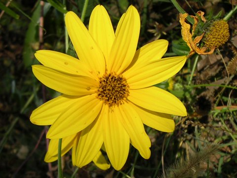 Compositae: fiori nel 