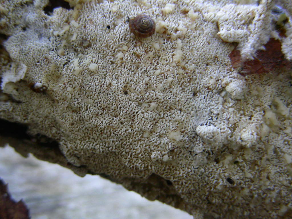 Da determinare ... n2