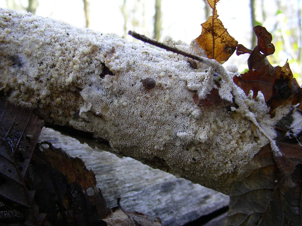 Da determinare ... n2