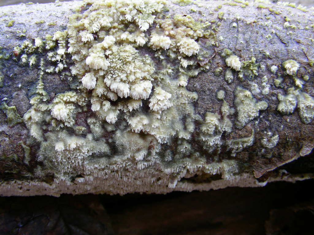 Da determinare ... n2