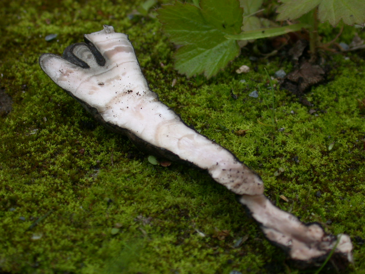 Due foto ... per due funghi ??? QUIZzzzz notturno ...