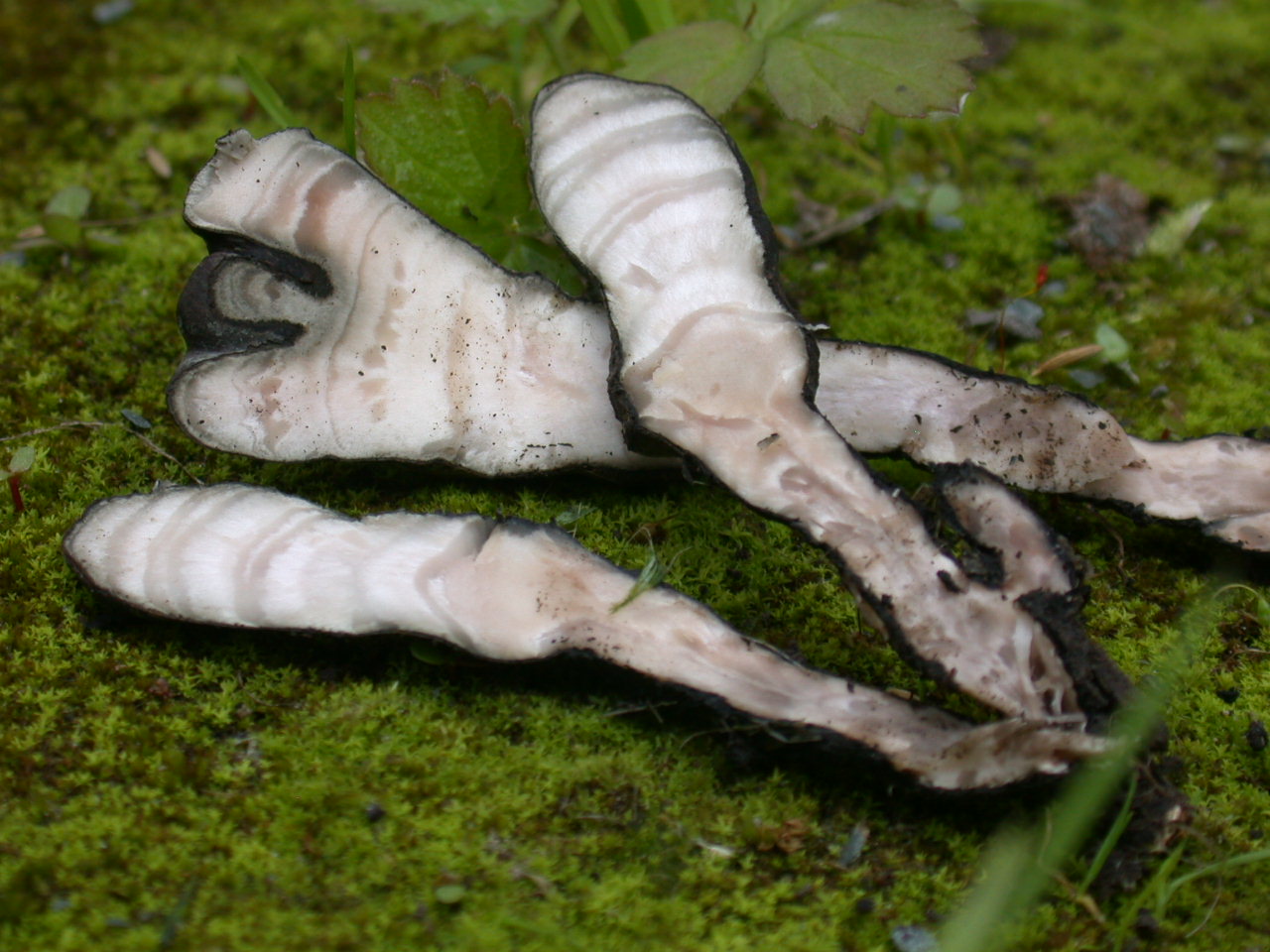 Due foto ... per due funghi ??? QUIZzzzz notturno ...