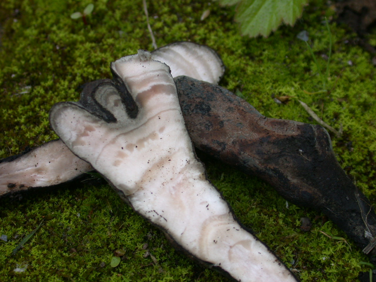 Due foto ... per due funghi ??? QUIZzzzz notturno ...