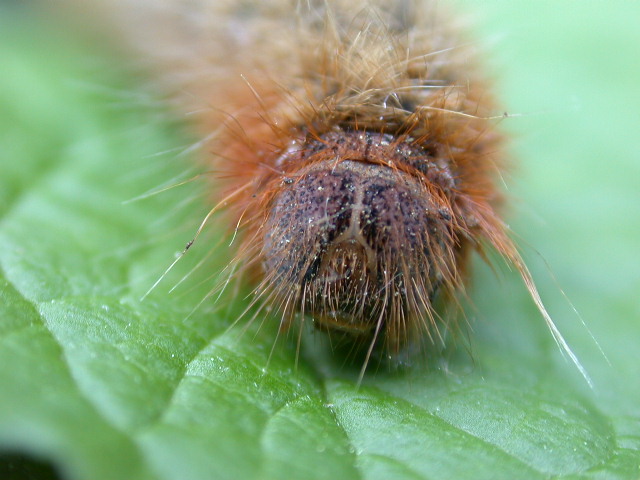 Lasiocampa quercus